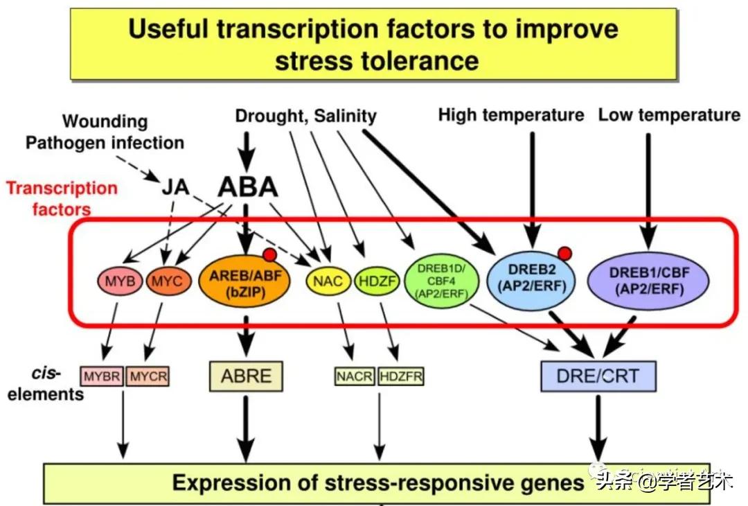 东京大学sgu本科,东京kokoro日本语学校