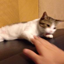 周末香港吃喝玩乐旅游攻略,五一假期香港购物