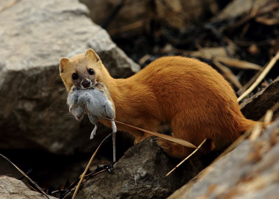 安徽一药店闯进黄鼠狼，民警惨遭臭屁攻击，黄鼠狼的屁有害吗？