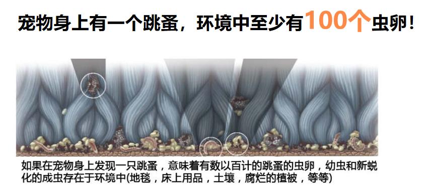 先洗澡还是先驱虫？为什么用了驱虫药还被虫咬？宠物医师给你答案
