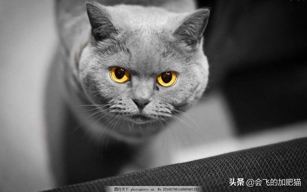 小店区英国短毛猫铲屎官,专业铲屎官视频