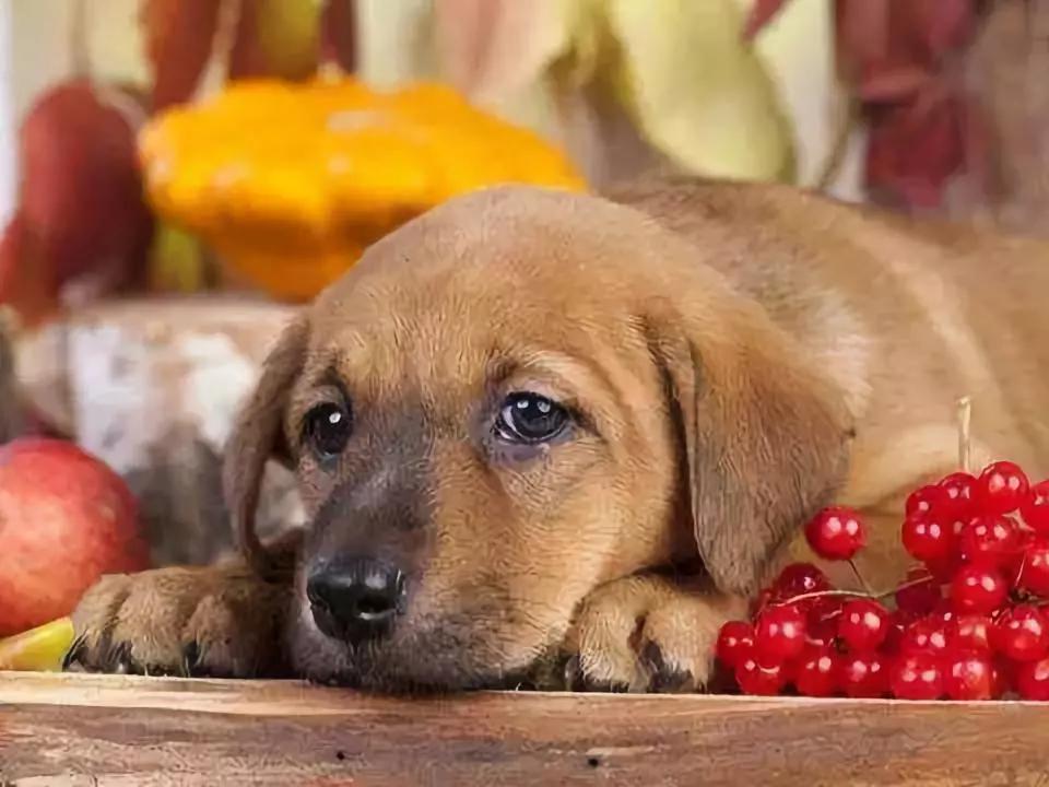 被兽医列入“黑名单”的几种水果，宠主不要再喂了