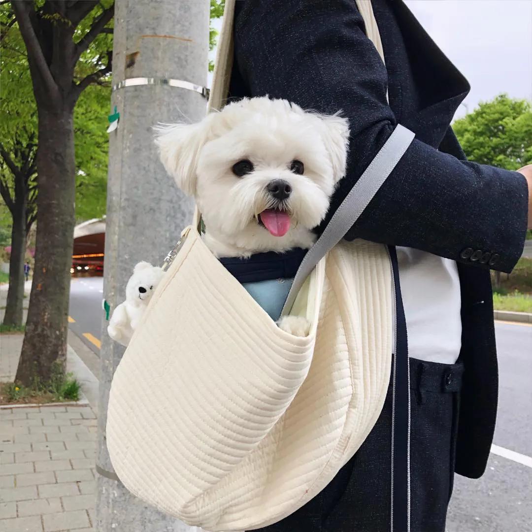 狗狗白色皮屑,沉睡的狗狗们