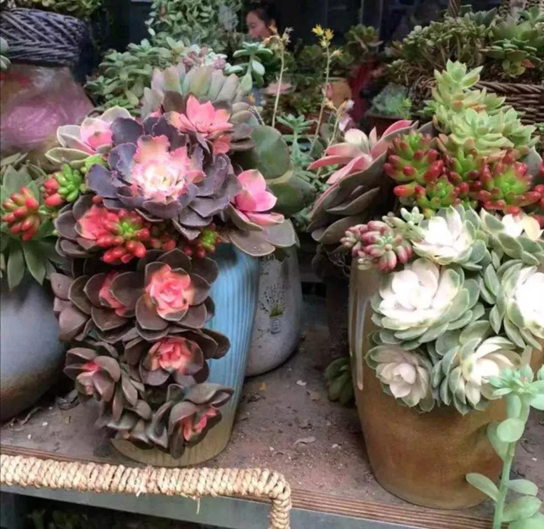 多肉去哪里买最便宜,花市买多肉怎么选