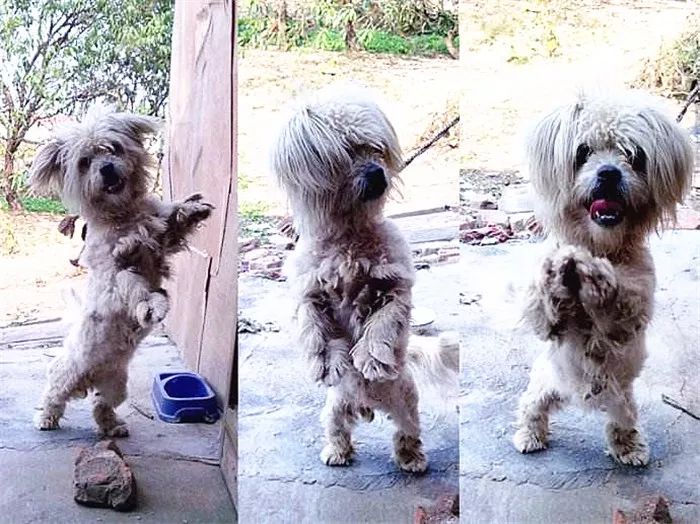 狗狗直立行走影响狗狗健康,狗狗长时间站立行走会不会受伤