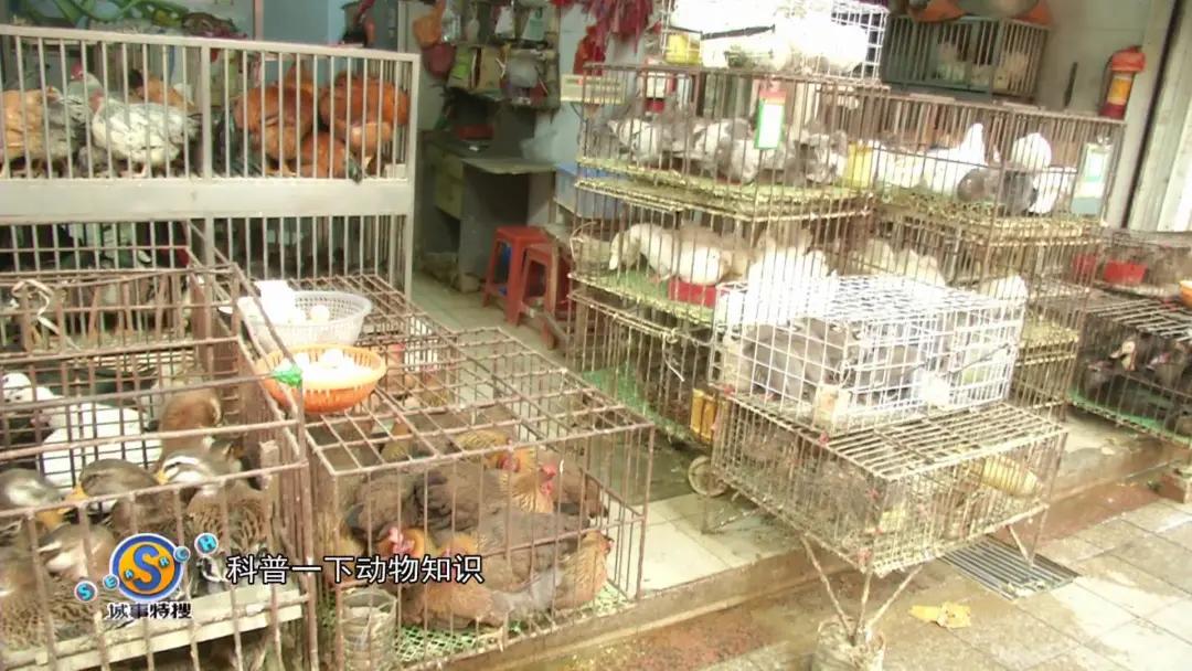 老广私藏的“心水宝地”！活禽多款，煲汤蒸煮没难度