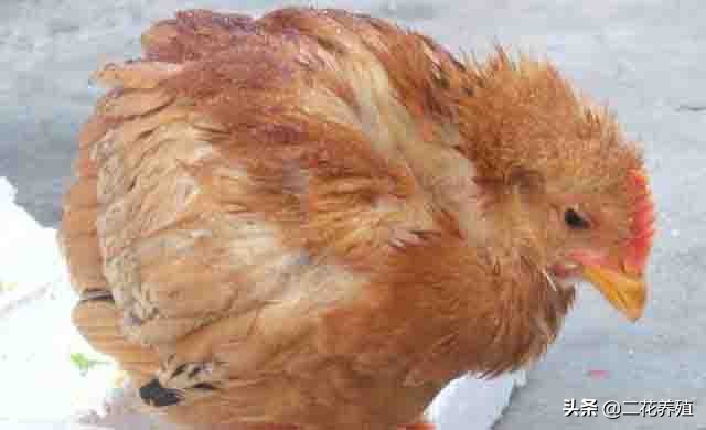 鸡采食量不好站不起来,鸡采食量下降是怎么回事