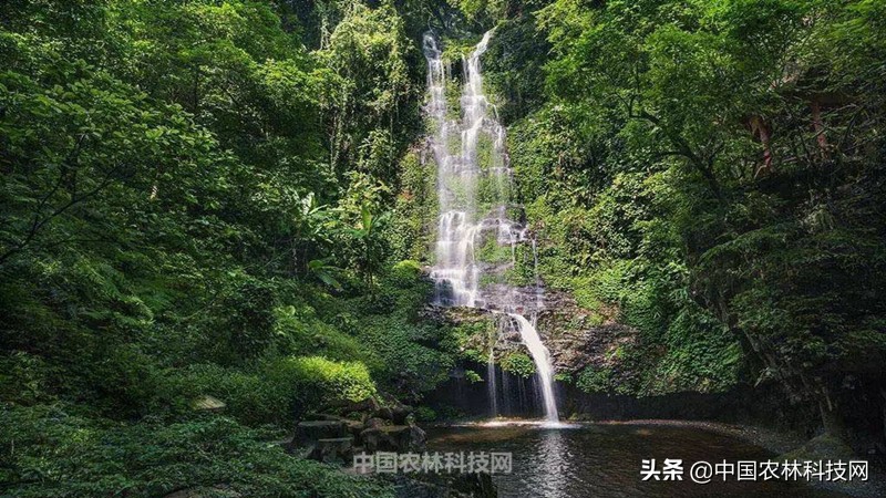 神秘幽静大桂山国家森林公园！一县一品，广西八步农特产品红瓜子