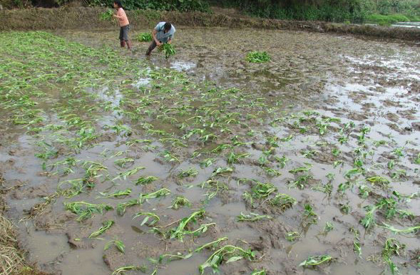 水空心菜江西苗,水空心菜苗四川