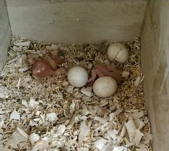 家养虎皮鹦鹉怎样才会下蛋,家养鹦鹉怎么繁殖后代