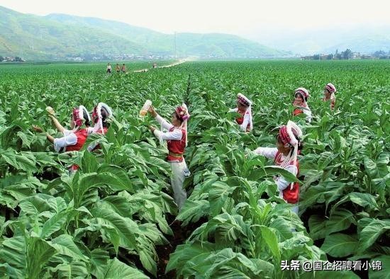 钱多事少离家近蛮荒记,钱多事少离家近一样都不沾边