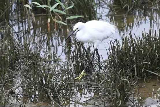 秦皇岛候鸟观赏地,秦皇岛初冬鸟类