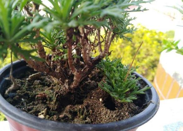 花盆有蚂蚁怎样消灭不伤植物,怎样防蚂蚁啃植物