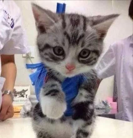 关于猫咪的冷知识你知道多少 (关于猫咪的冷知识)