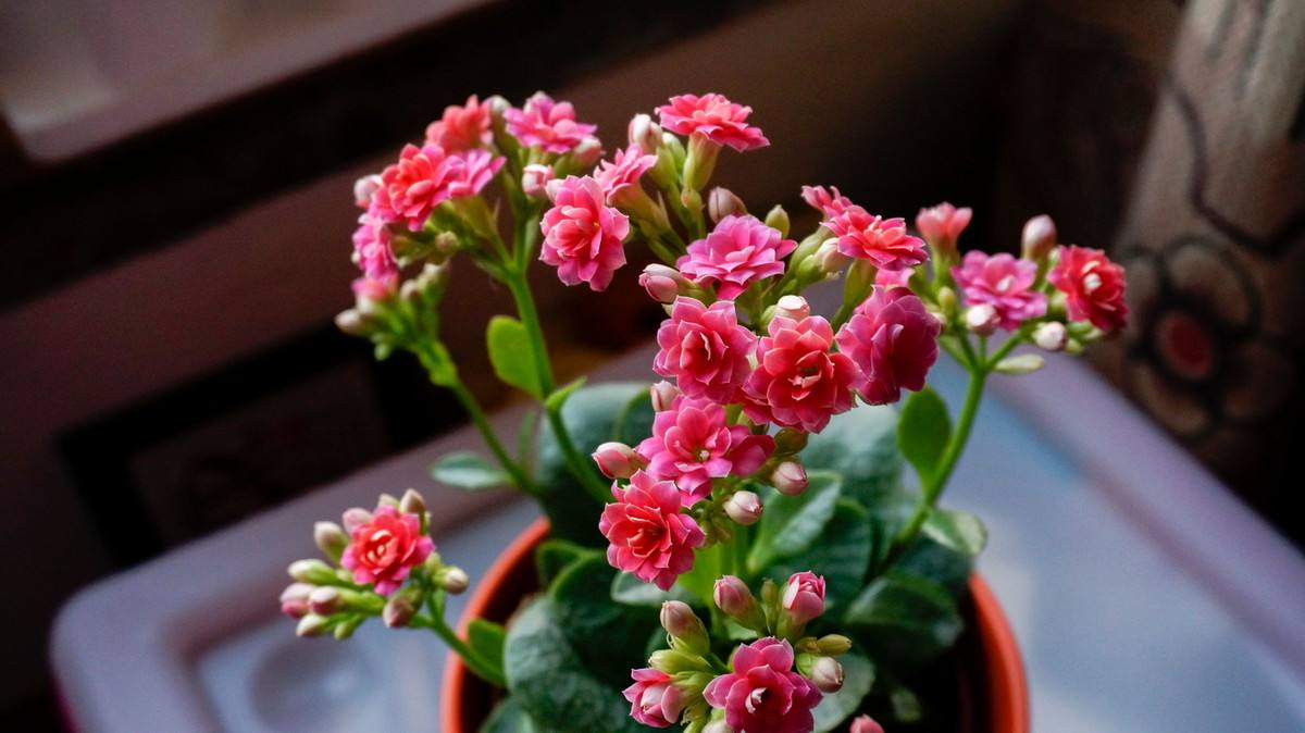 长寿花开花越来越小原因,长寿花花朵小怎么办