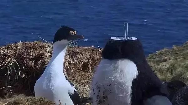 豆瓣9.8分悬疑大片,窥探电视剧豆瓣评分