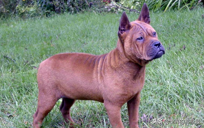 全球十大最凶猛犬类,全球最凶猛的狗排名