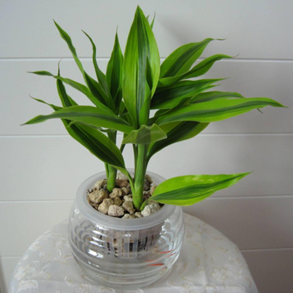 家里养几支富贵竹最合适,过年富贵竹和花怎么插好看