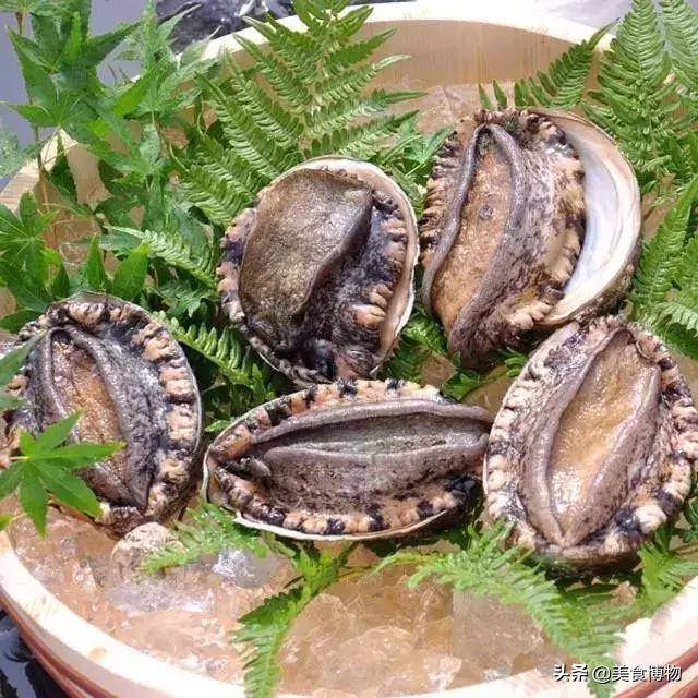 鲍鱼大全，带你认知全世界的鲍鱼（下）