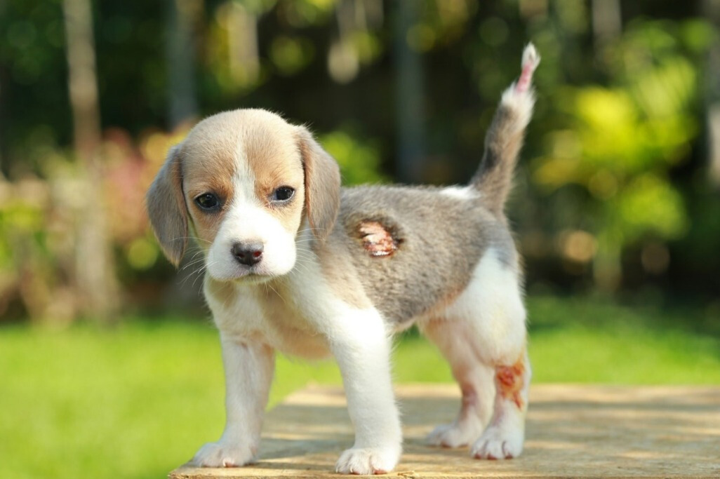 治疗狗狗皮肤病极痒小妙招,狗狗皮肤病红肿瘙痒怎么止痒