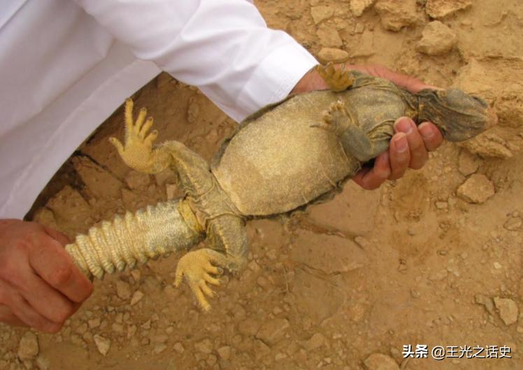 也门是如何崛起的,也门的战争是怎么样的