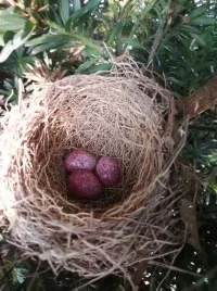 冯家江边发现紫色的鸟蛋，你知道什么鸟产的吗？