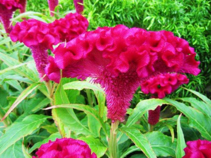 天竺葵花怎么养才能长寿,天竺葵长花苞了需要施肥