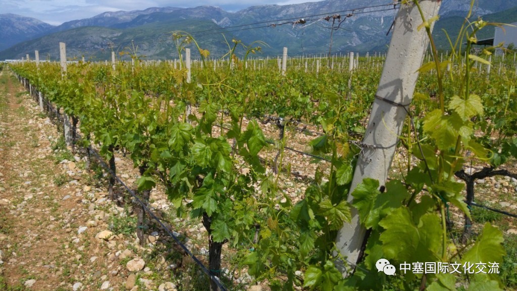 连巨星政要都亲睐的修道院葡萄酒庄你还不赶紧的｜尽在波黑福尔多