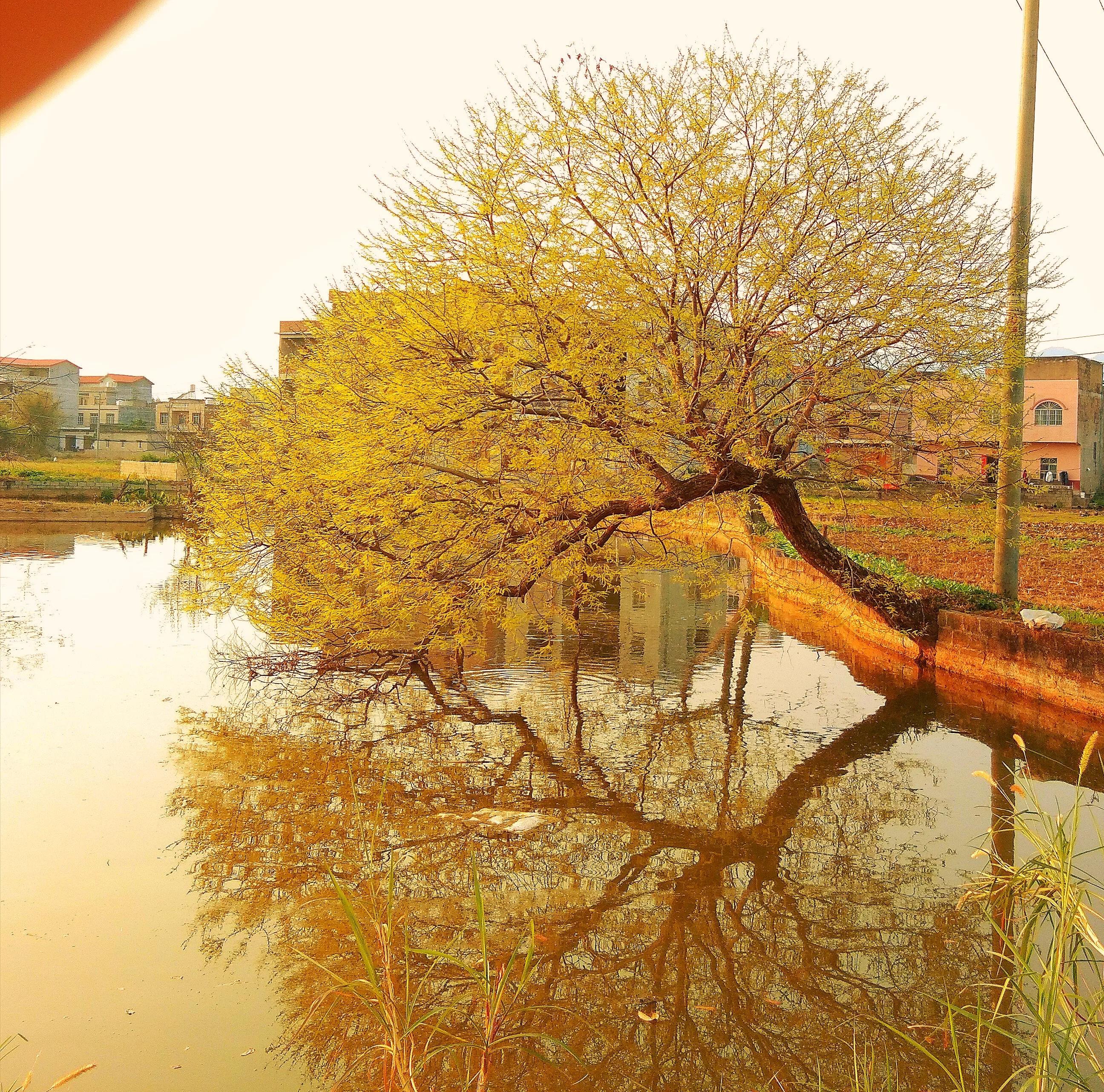 守岁梁子里赏析,守岁梁子里现代文阅读