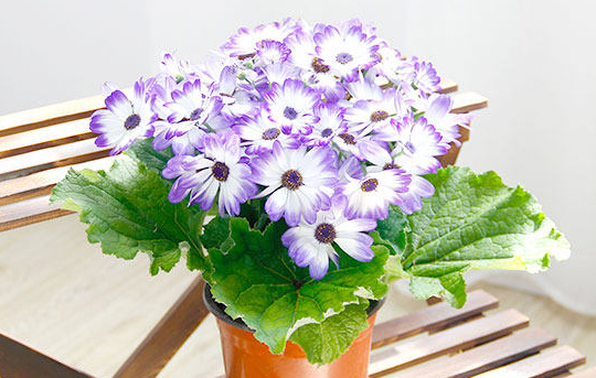 瓜叶菊花的养护方法,瓜叶菊开完花如何养护