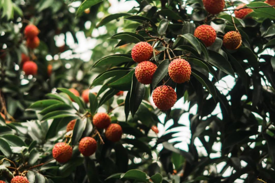 中国荔枝哪里好吃,哪个地方的荔枝最好吃最出名