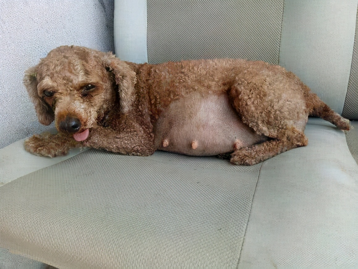 泰迪犬身上长皮屑是什么原因,泰迪狗身上一般会长哪些虫子