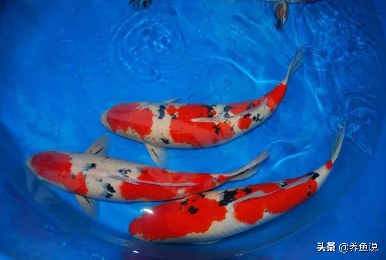 新手锦鲤鱼怎么养之6大禁忌,怎么能避免锦鲤鱼产卵