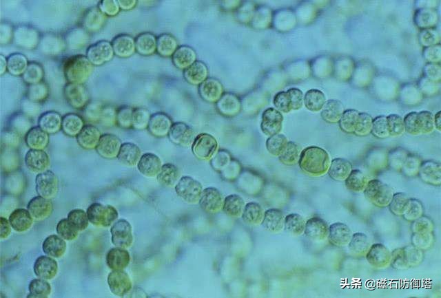 怒放的生命从蓝藻开始——植物篇