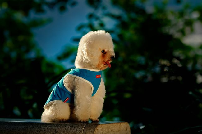 贵宾犬不吃饭是怎么回事？主人要知道贵宾犬不吃饭，可能是这原因