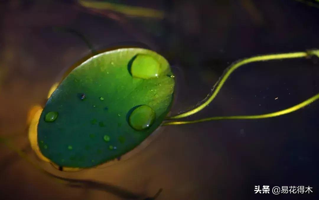 一级保护植物莼菜,国家保护野生一级莼菜