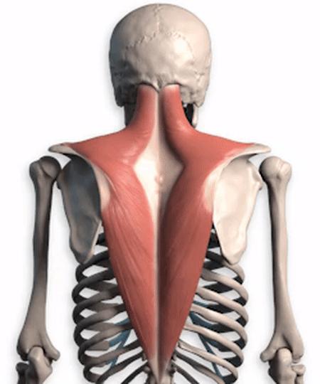 开肩减胯,提胯压肩这个动作怎么做