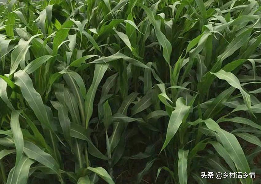 一亩玉米能挣500吗,一亩玉米收入