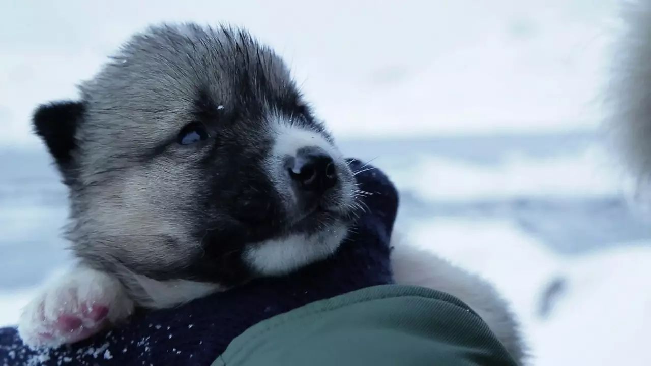 生吃独角鲸、乱炖北极熊，因纽特人的圣诞大餐，你敢吃吗？