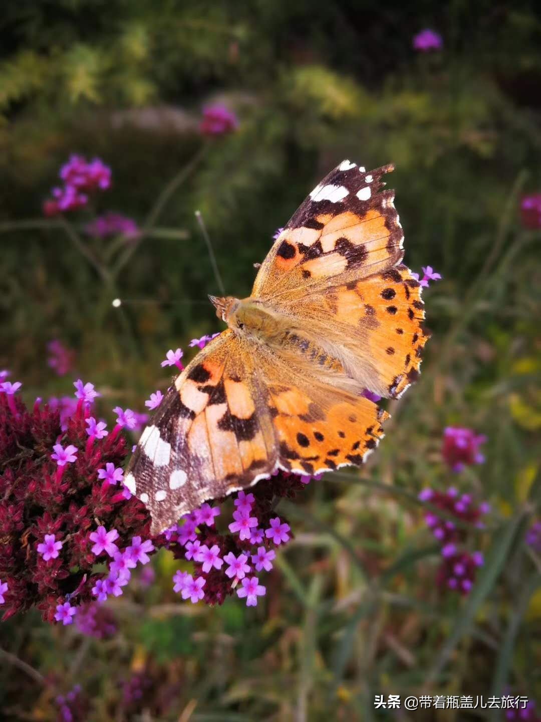 兰州一日游大学生,兰州大学榆中一日游