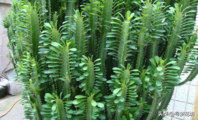 适合摆在客厅且吸甲醛的绿植,适合放客厅的大盆绿植吸甲醛