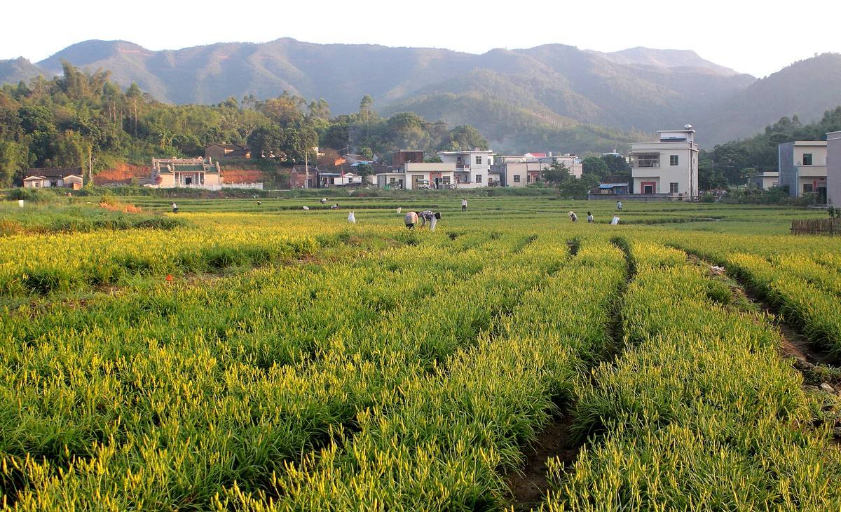 上等的山珍,上等山珍国宾菜