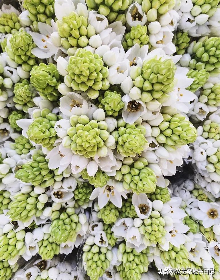 每日一花|伯利恒之星,可用于治疗癌症,洁白可爱