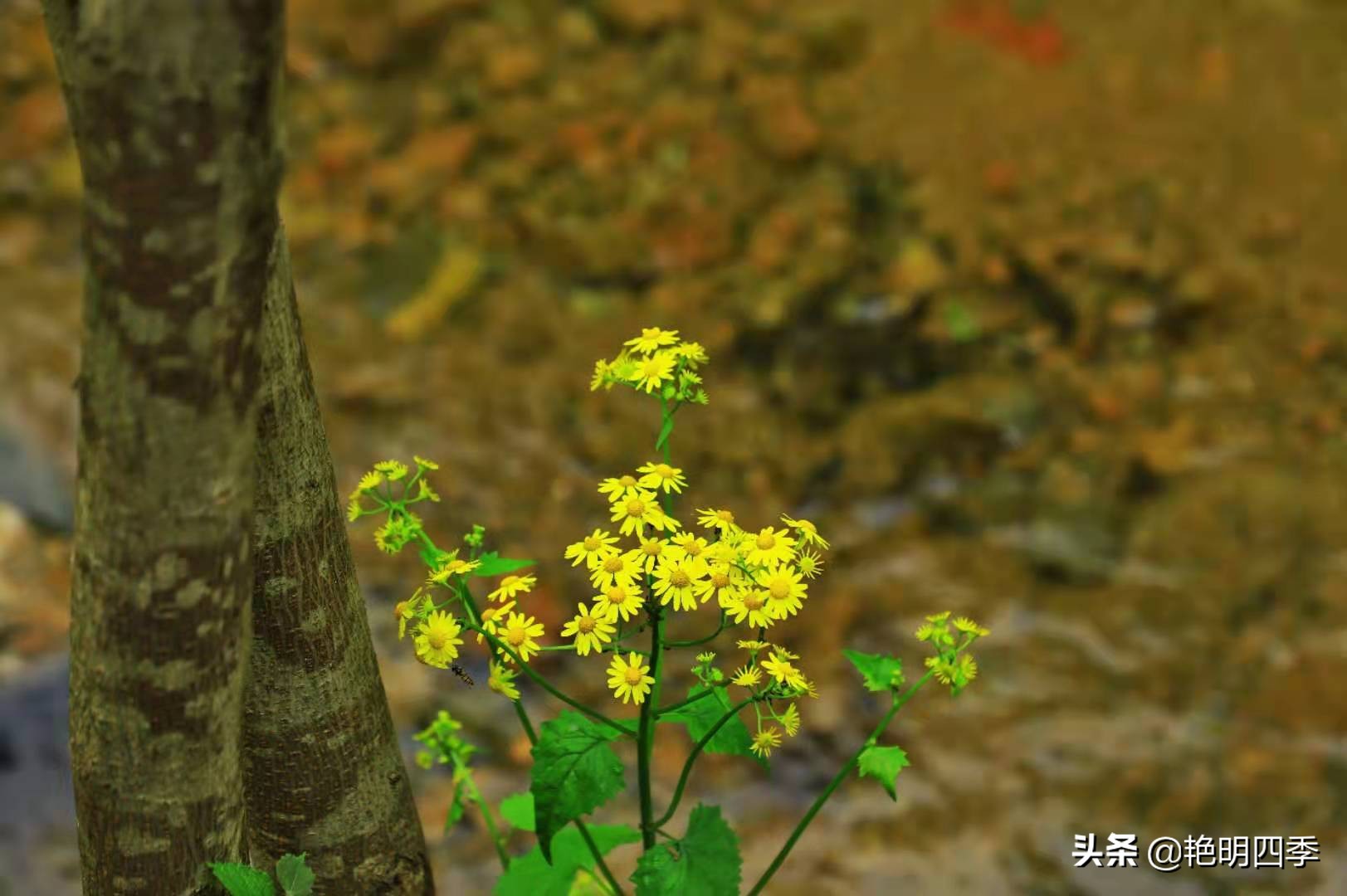平顶山画眉谷旅行,鲁山县画眉谷视频