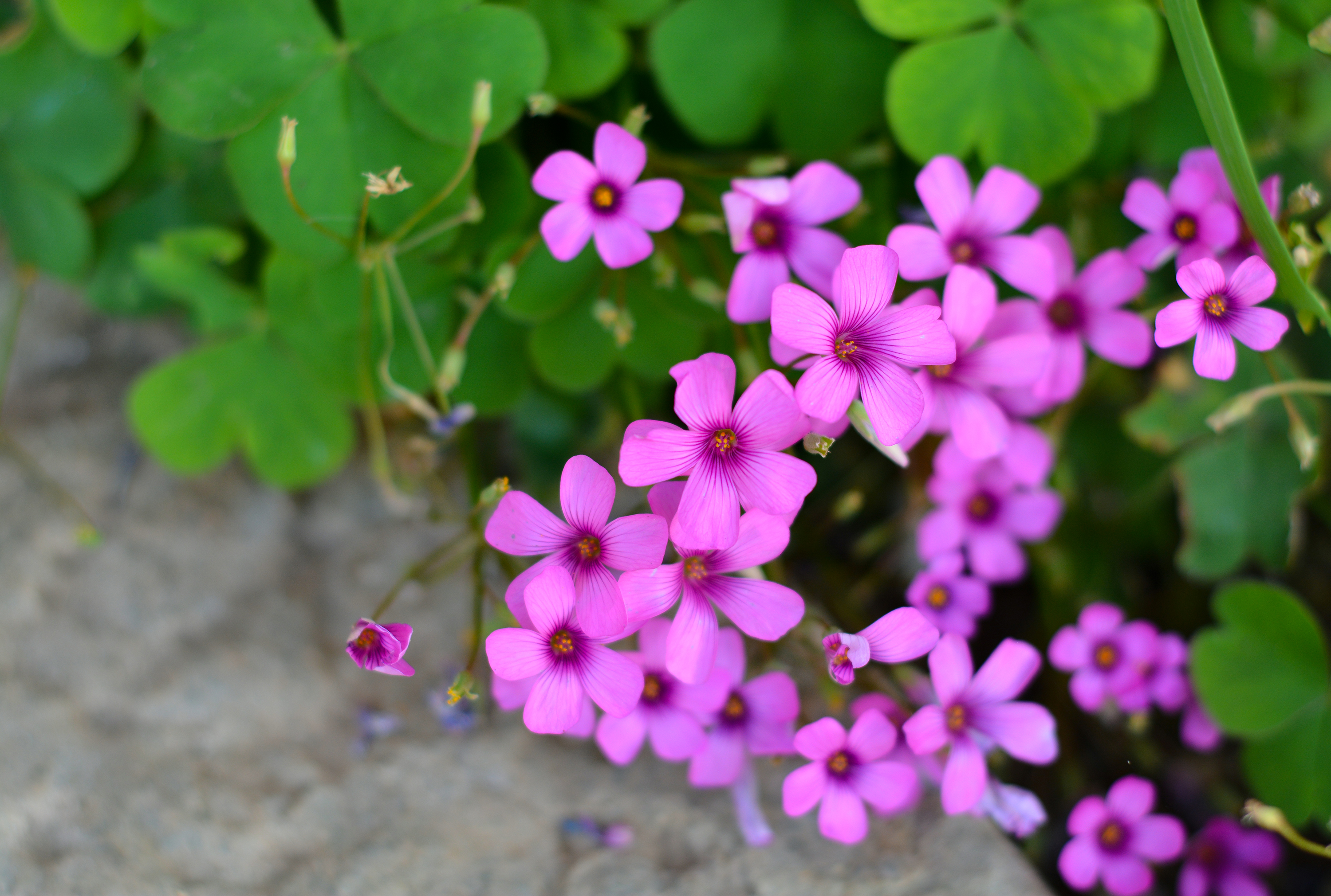湛江去云南旅游怎么省钱,云南旅游自由行省钱攻略