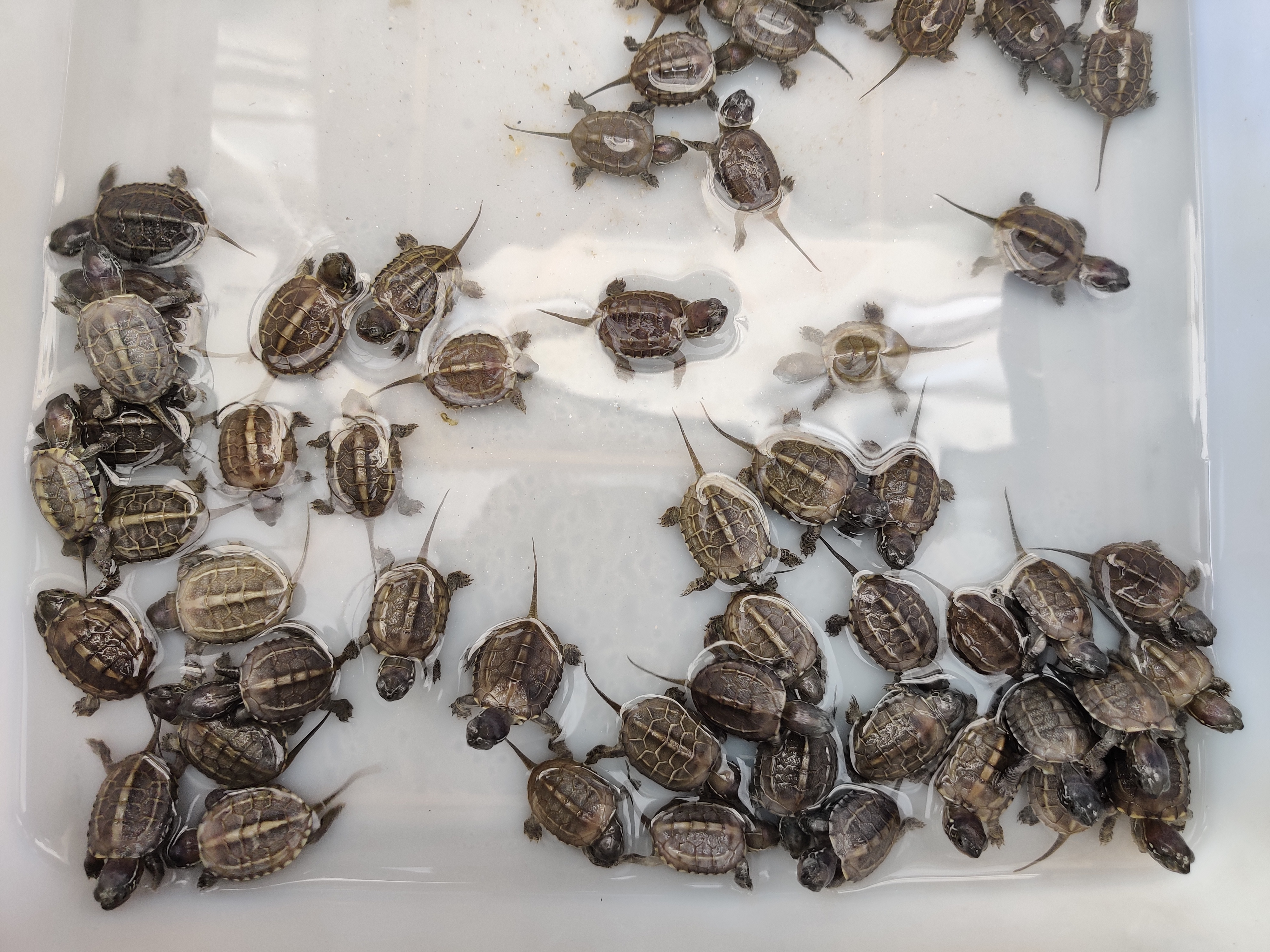 新手养乌龟怎么选健康的龟,新手养乌龟养什么龟最好第一名