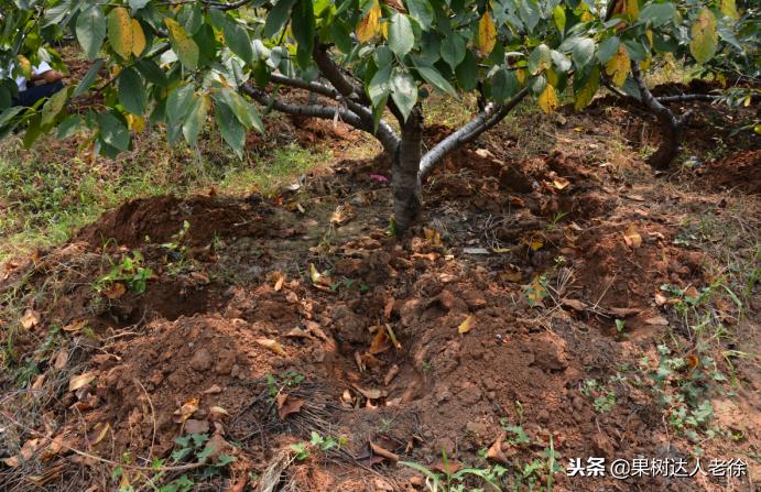 樱桃好吃树难栽下一句谚语是什么,樱桃好吃树难栽后一句是啥