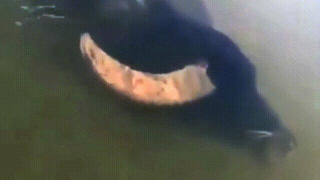 阿努纳奇创造人类7次文明,阿努纳奇人类起源