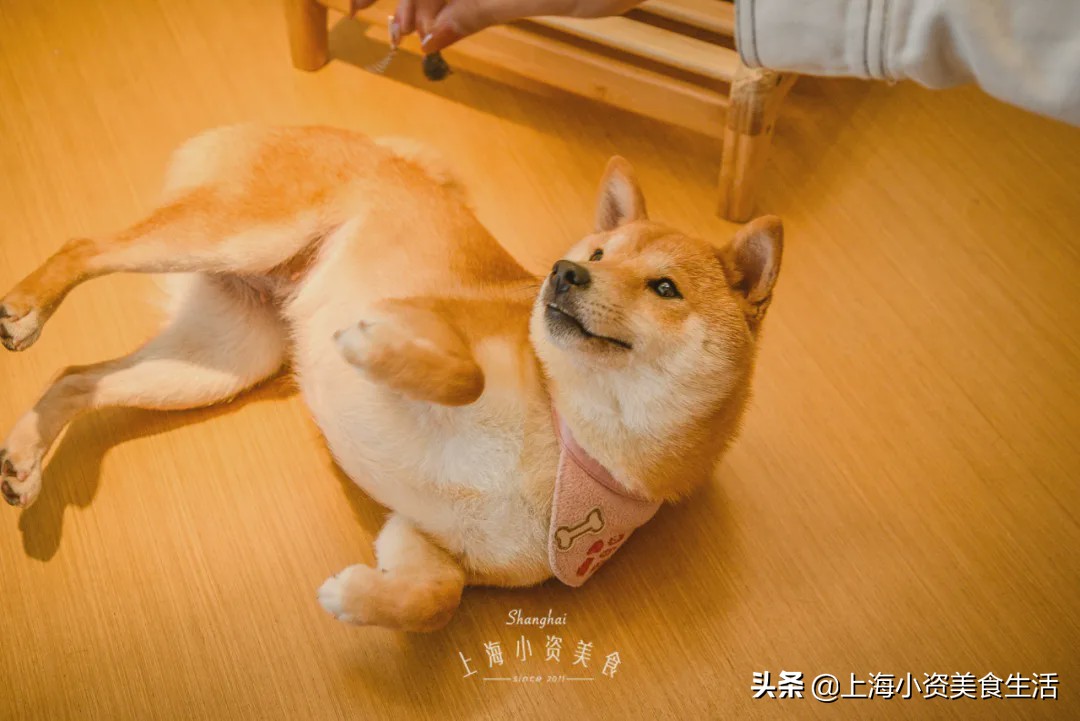 豆柴犬幼犬直播,豆柴是一只非常可爱的小狗