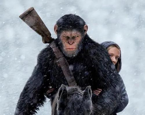 大猩猩开口讲话，电影《猩球崛起》